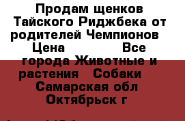 Продам щенков Тайского Риджбека от родителей Чемпионов › Цена ­ 30 000 - Все города Животные и растения » Собаки   . Самарская обл.,Октябрьск г.